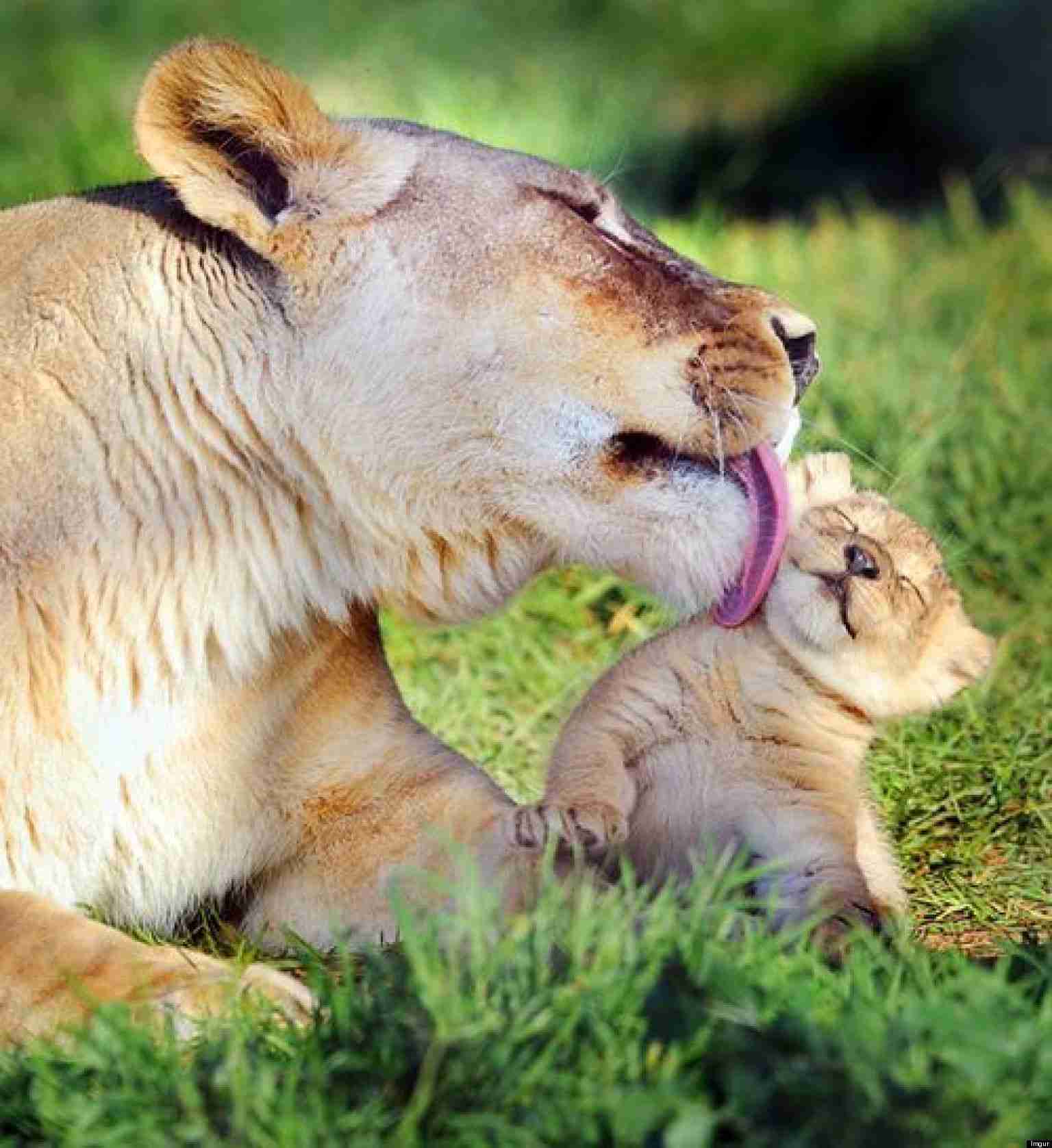 色んな動物の親子を見たい