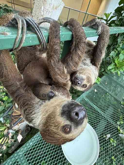 色んな動物の親子を見たい