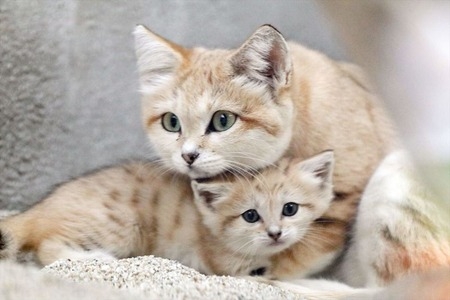 色んな動物の親子を見たい