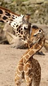 色んな動物の親子を見たい