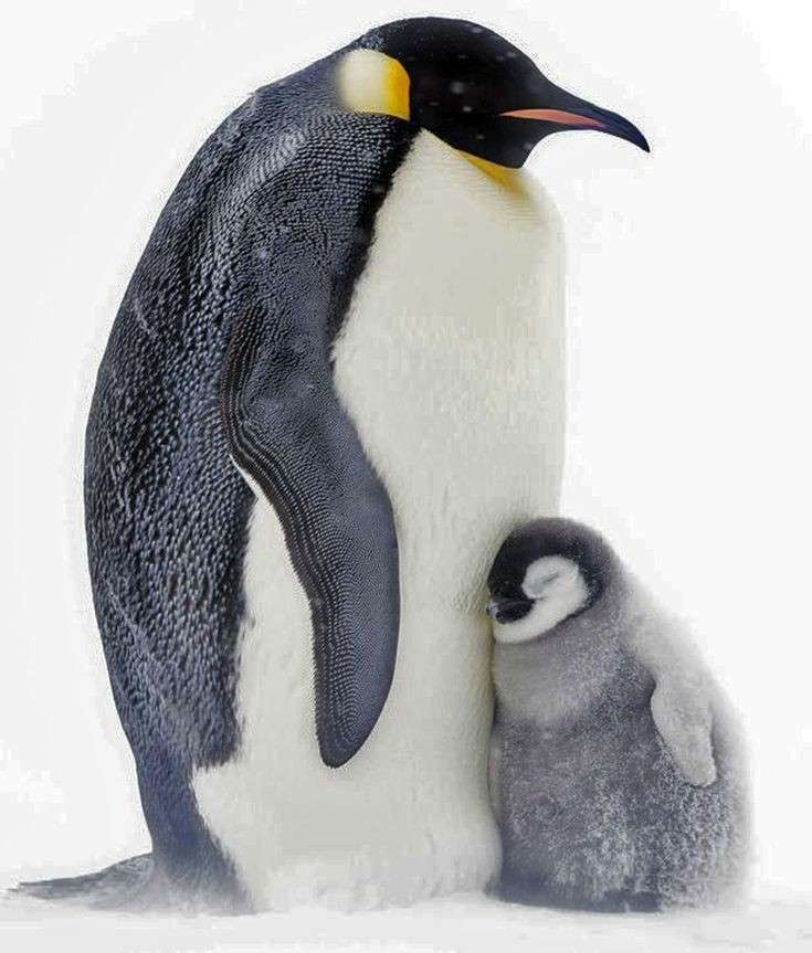 色んな動物の親子を見たい