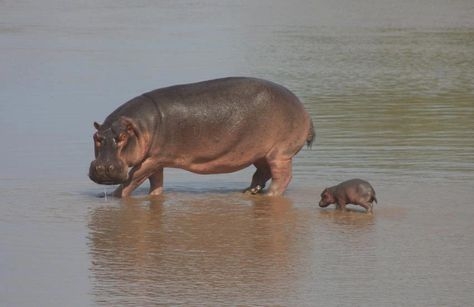 色んな動物の親子を見たい