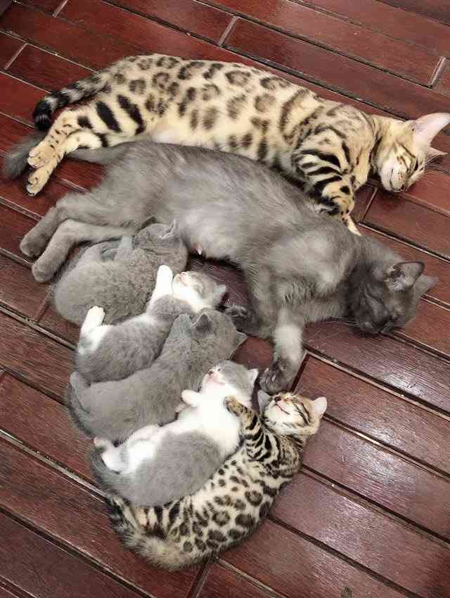 色んな動物の親子を見たい
