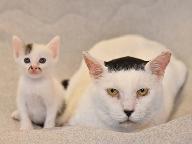 色んな動物の親子を見たい