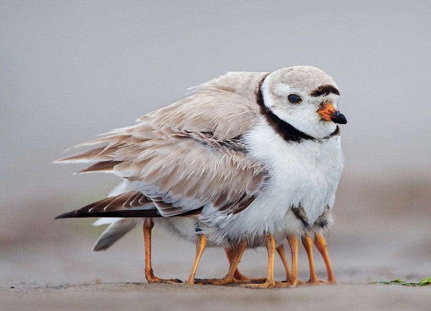 色んな動物の親子を見たい