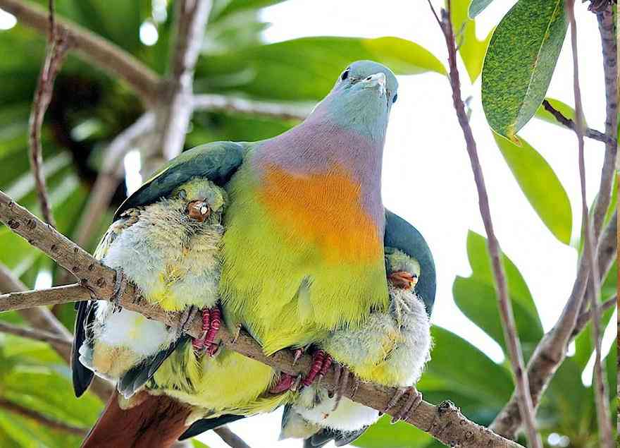 色んな動物の親子を見たい