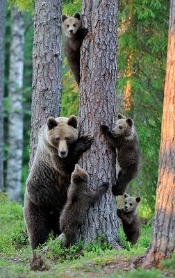 色んな動物の親子を見たい