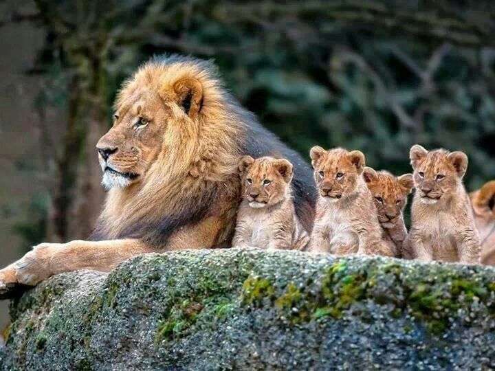 色んな動物の親子を見たい