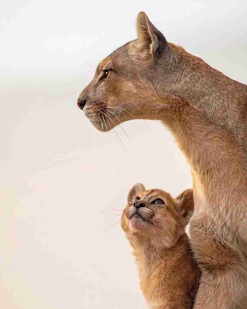 色んな動物の親子を見たい