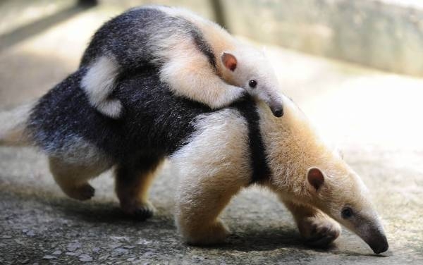 色んな動物の親子を見たい