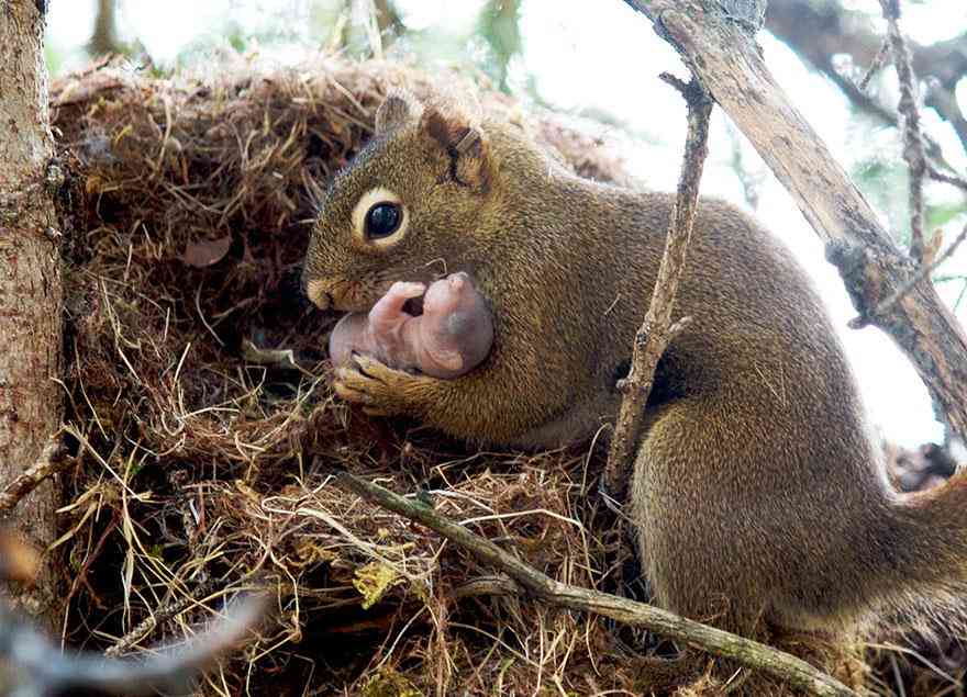 色んな動物の親子を見たい