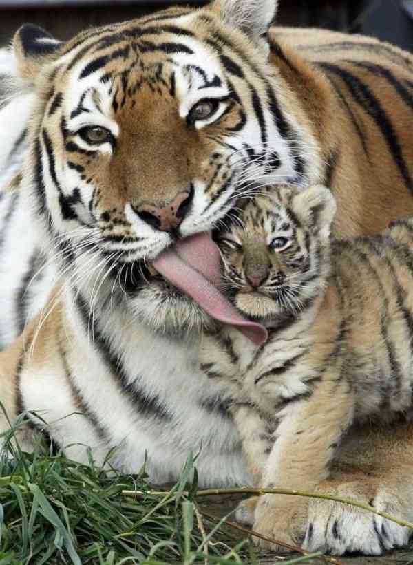 色んな動物の親子を見たい