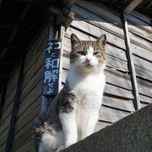 優しい気持ちになれる画像