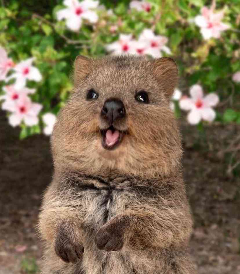 優しい気持ちになれる画像