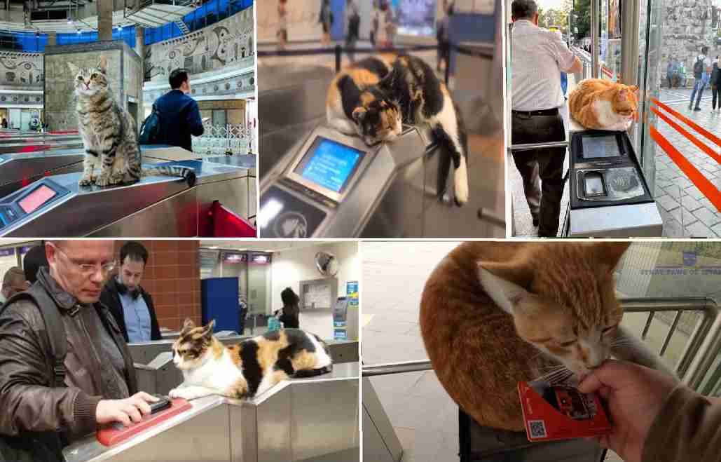 トルコの世界。腹ペコ猫を店に招き入れ餌を与えたところ、毎日ぎゅっとハグするように