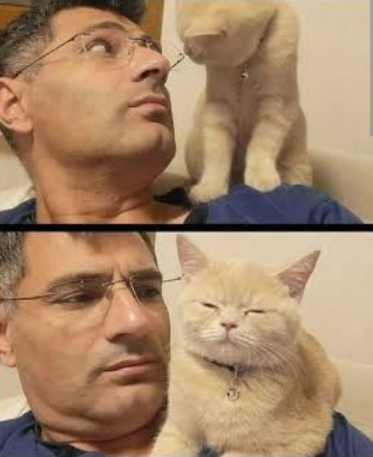 トルコの世界。腹ペコ猫を店に招き入れ餌を与えたところ、毎日ぎゅっとハグするように
