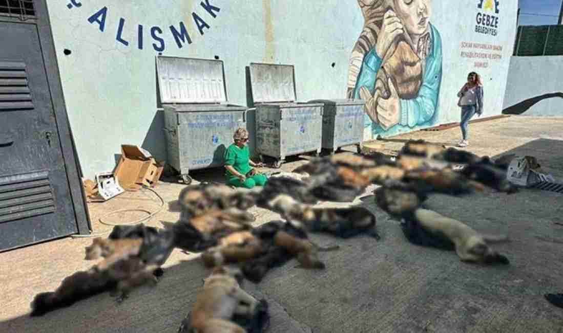 トルコの世界。腹ペコ猫を店に招き入れ餌を与えたところ、毎日ぎゅっとハグするように
