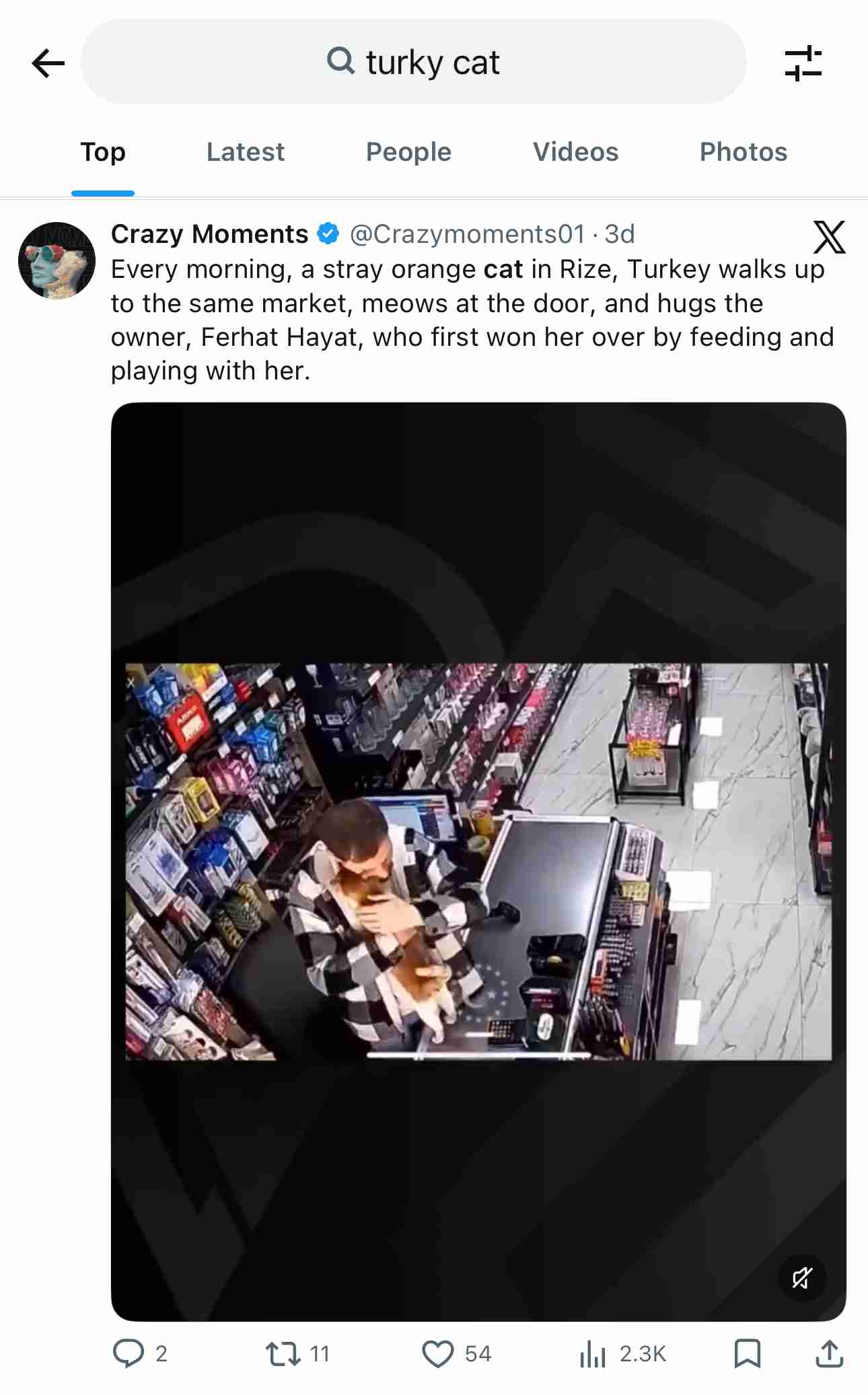 トルコの世界。腹ペコ猫を店に招き入れ餌を与えたところ、毎日ぎゅっとハグするように