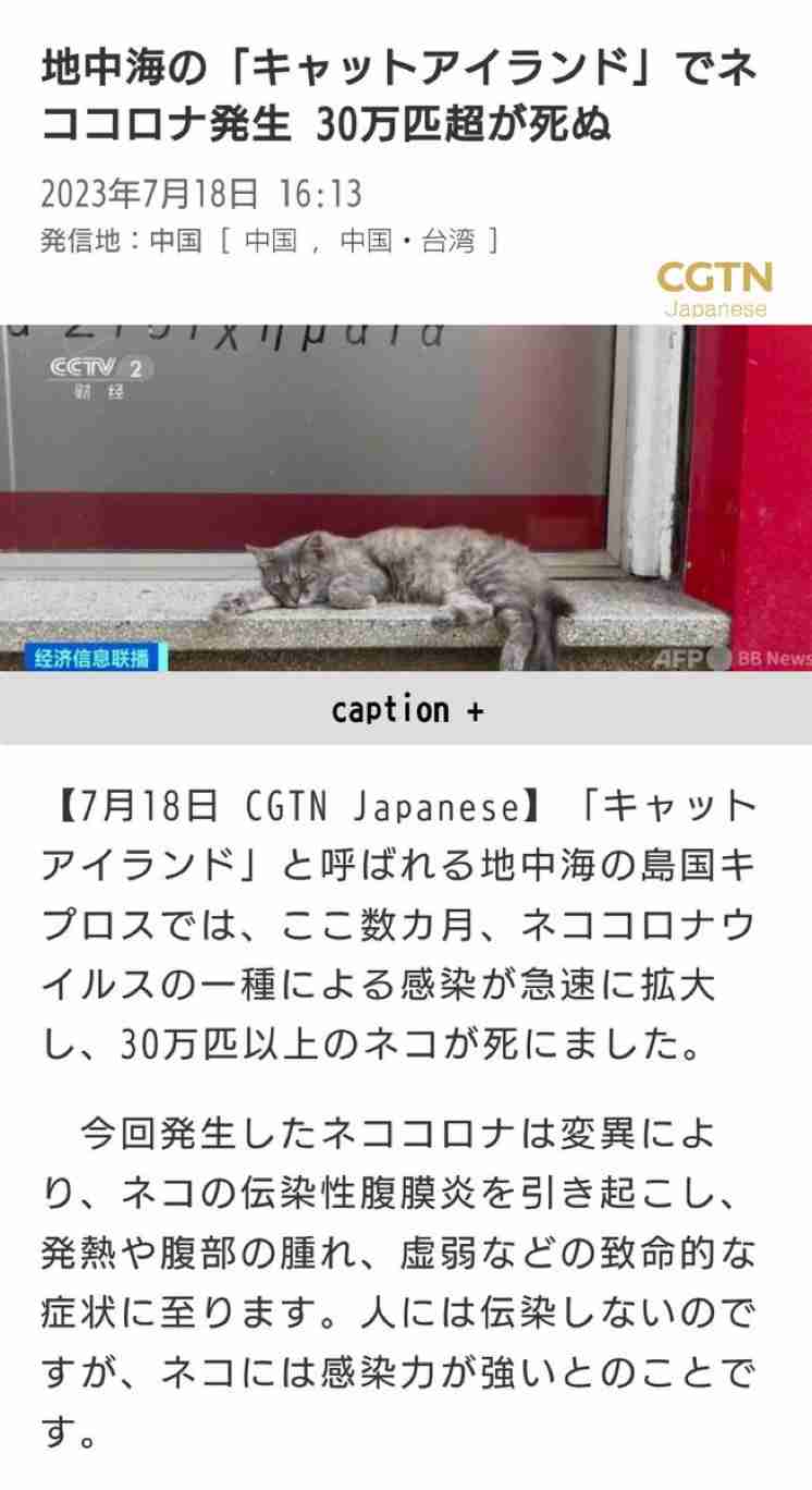 トルコの世界。腹ペコ猫を店に招き入れ餌を与えたところ、毎日ぎゅっとハグするように