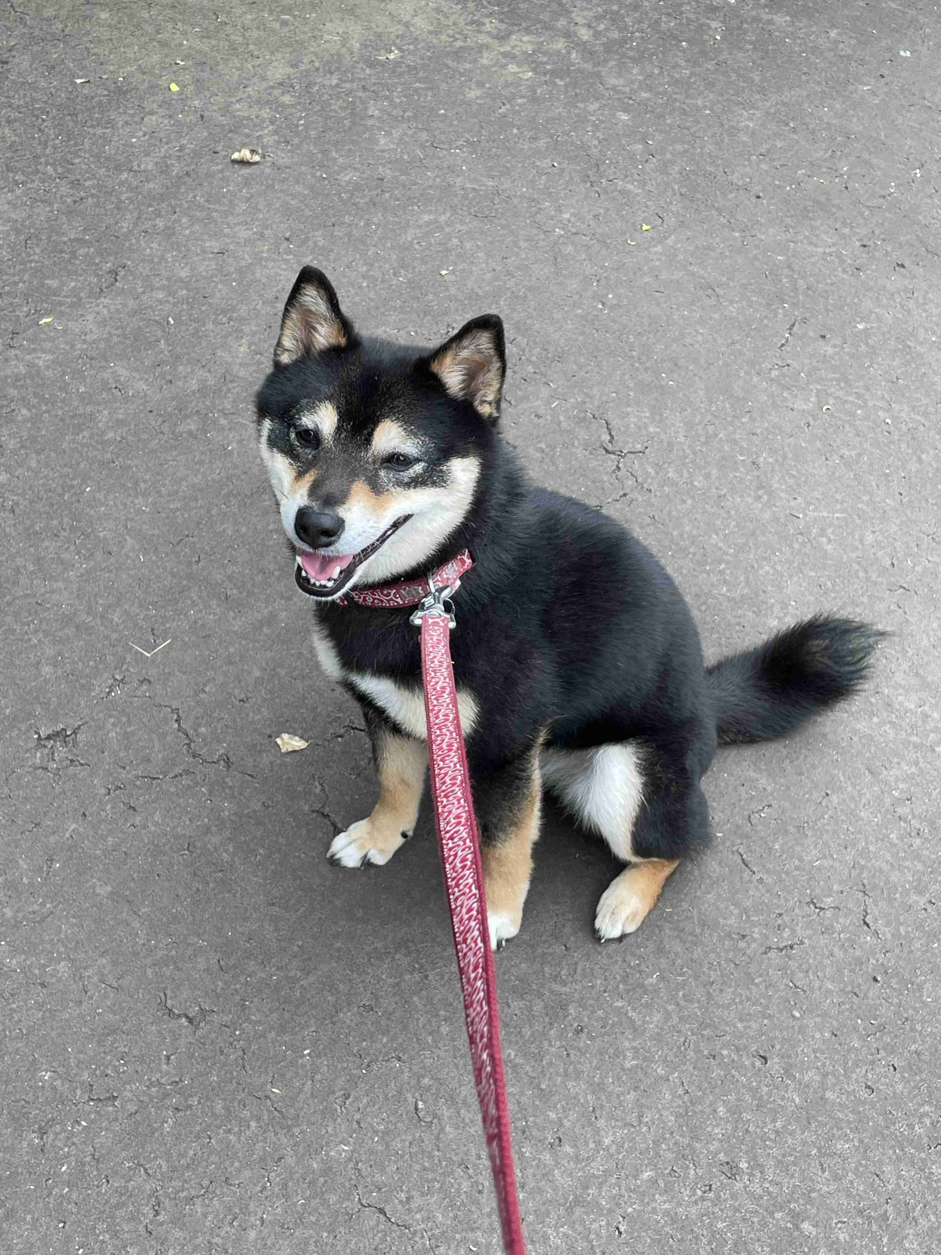 自慢したいけど自慢する相手がいないのでここで自慢させてもらうトピ