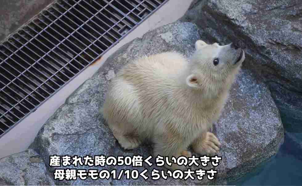 【YouTube】平和なチャンネルが好き