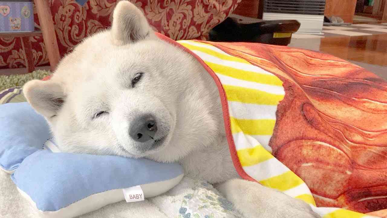 【YouTube】平和なチャンネルが好き