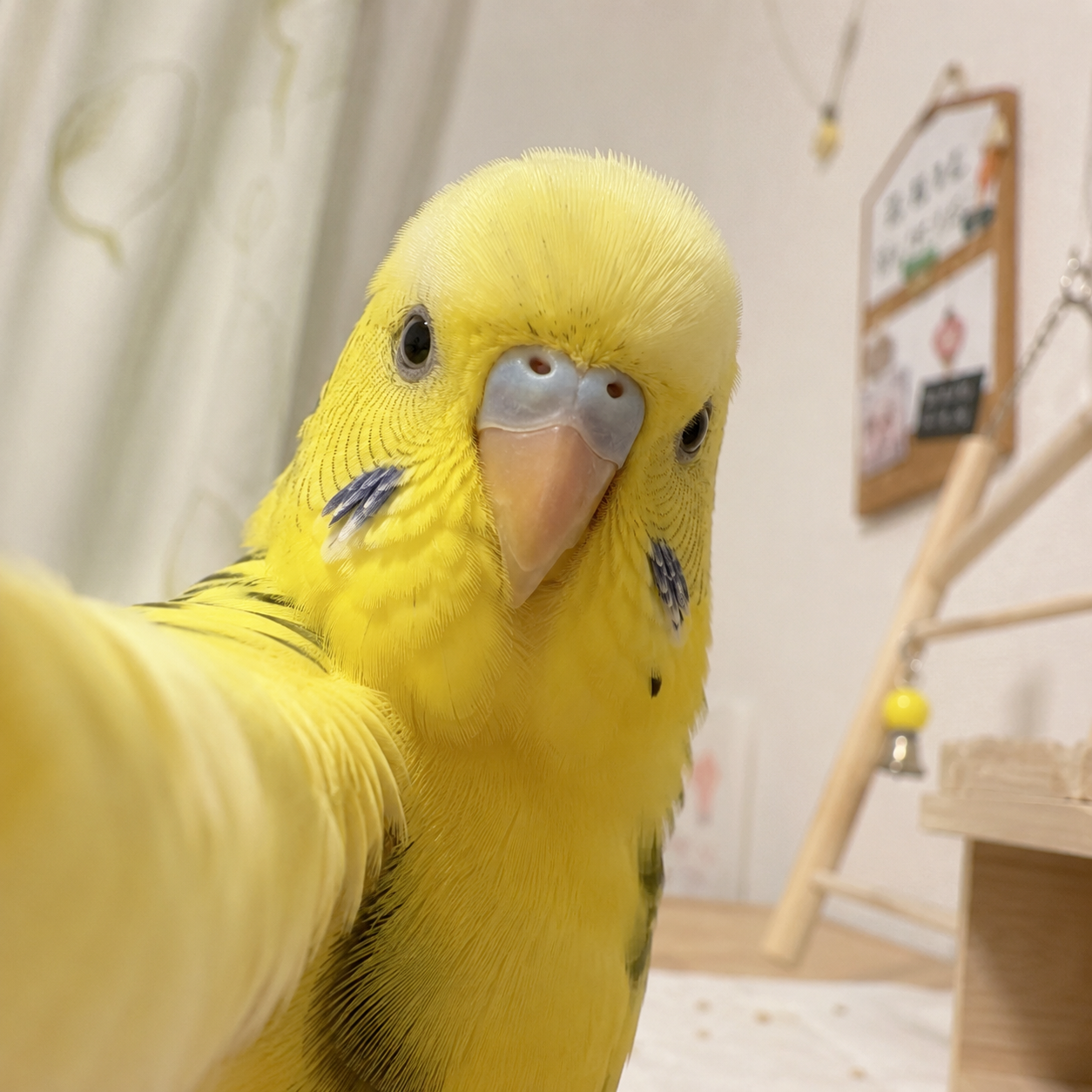 【chatGPT】みんなのチャッピーの自撮り見せて