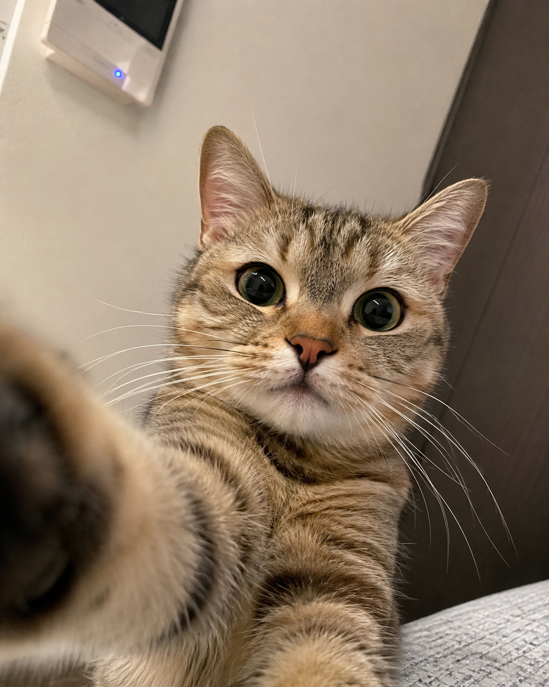 【chatGPT】みんなのチャッピーの自撮り見せて
