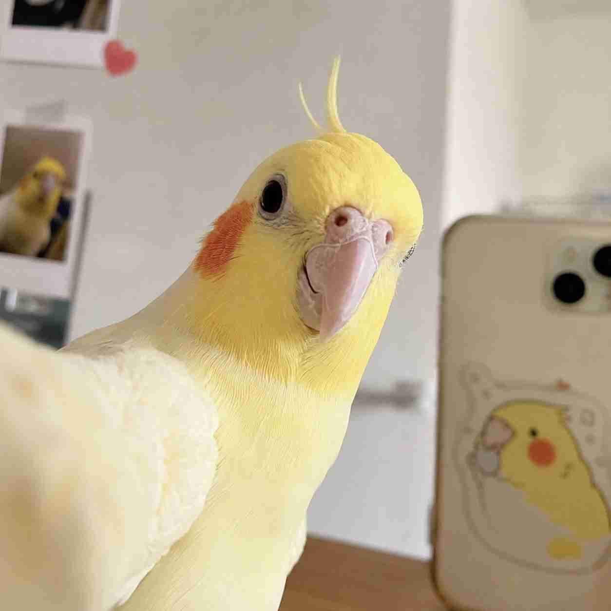 【chatGPT】みんなのチャッピーの自撮り見せて
