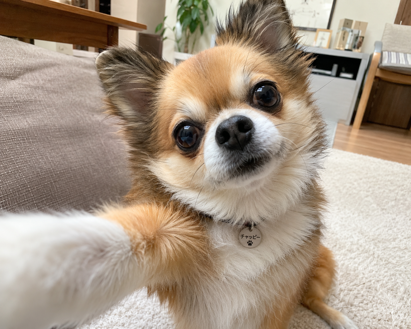 【chatGPT】みんなのチャッピーの自撮り見せて