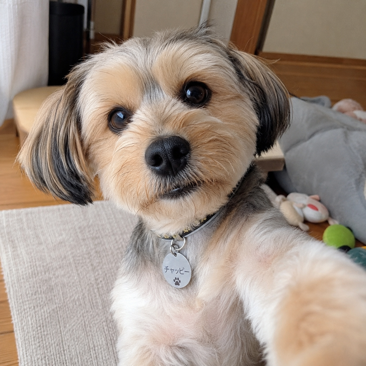 【chatGPT】みんなのチャッピーの自撮り見せて