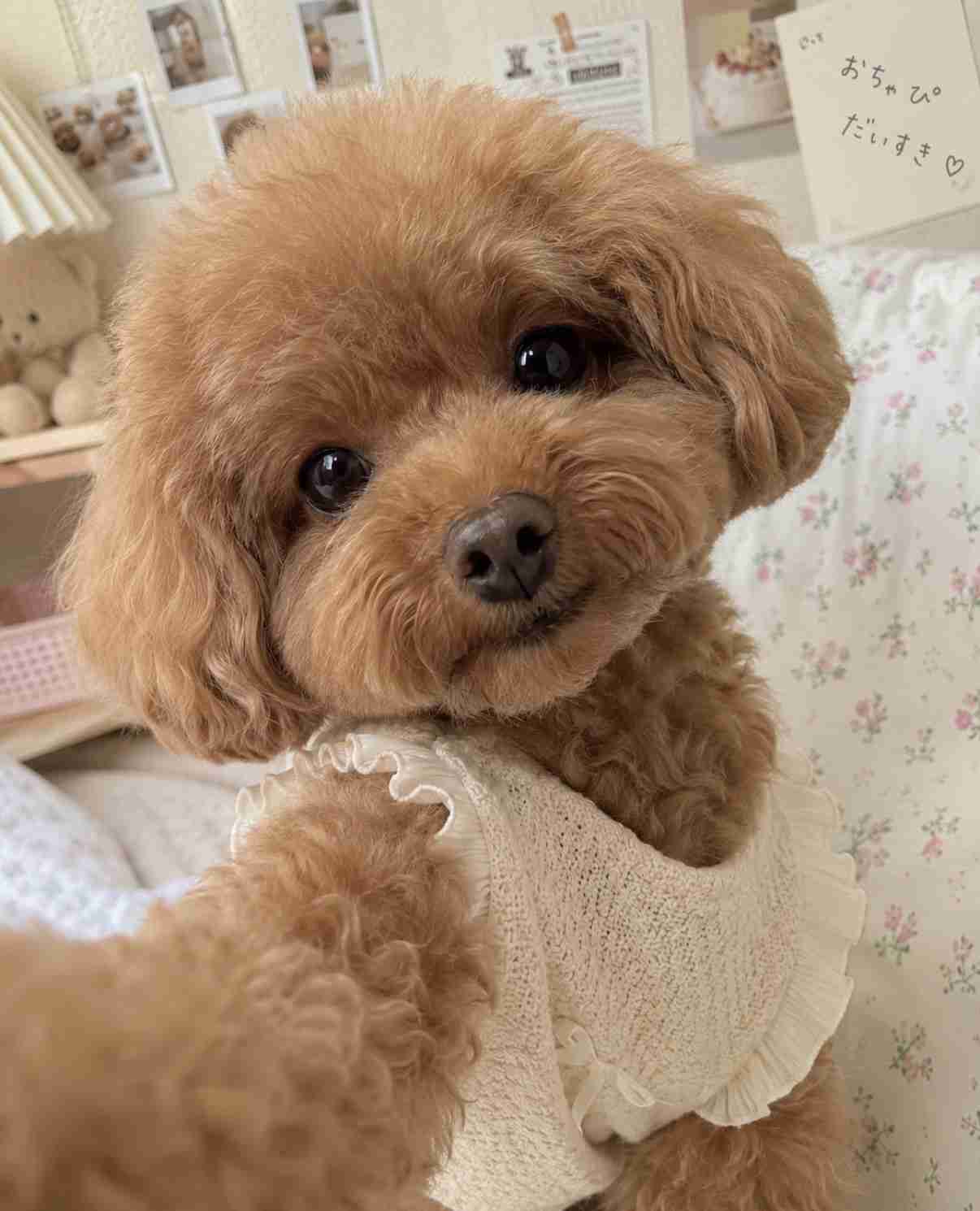 【chatGPT】みんなのチャッピーの自撮り見せて