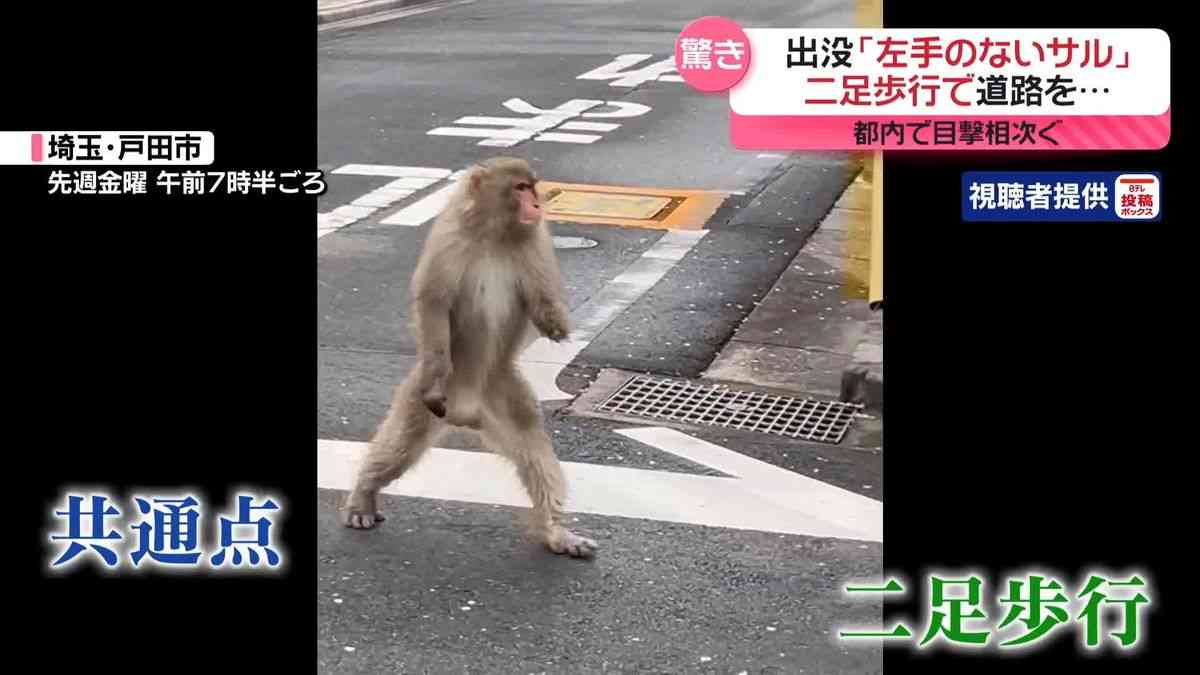 パンチくん