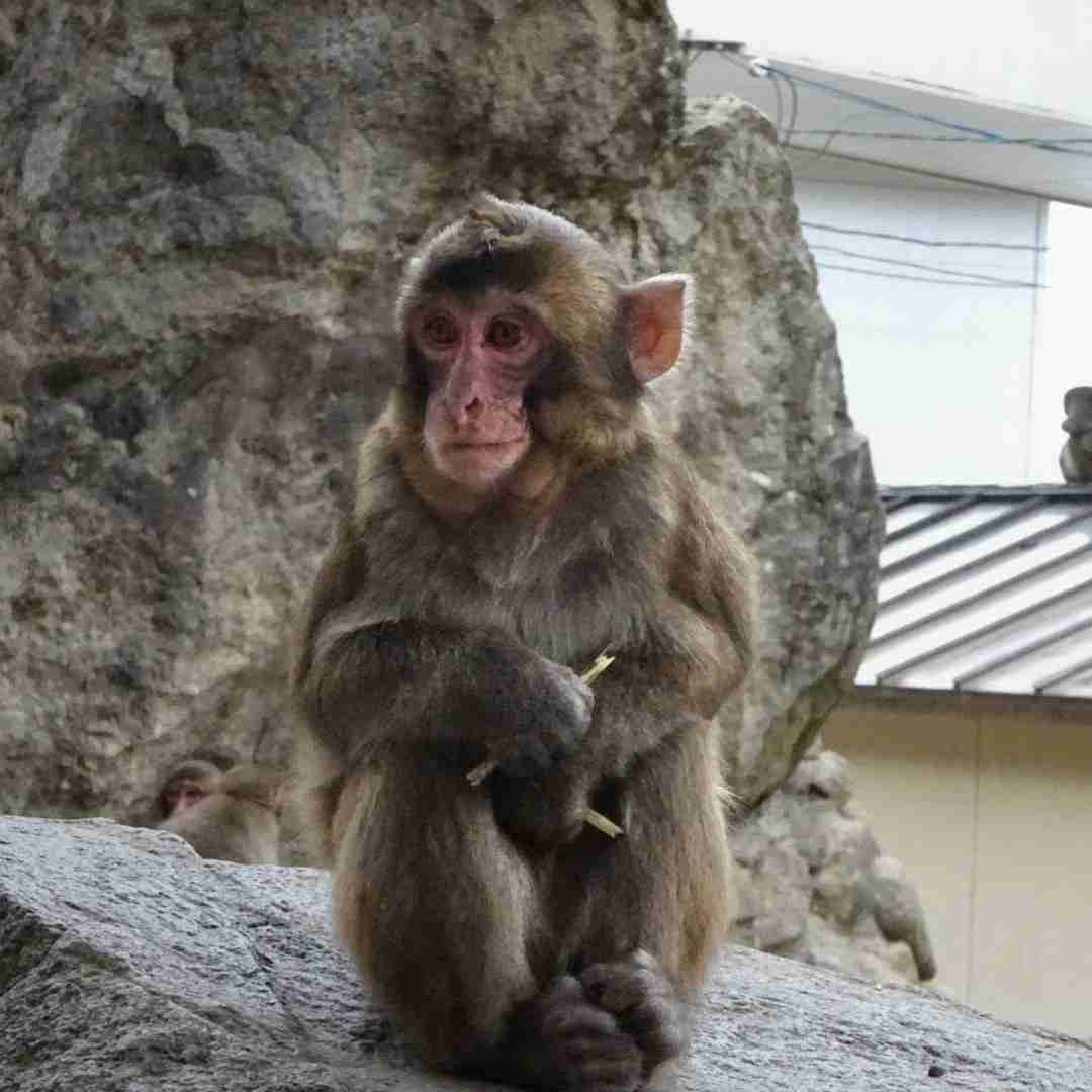 パンチくん