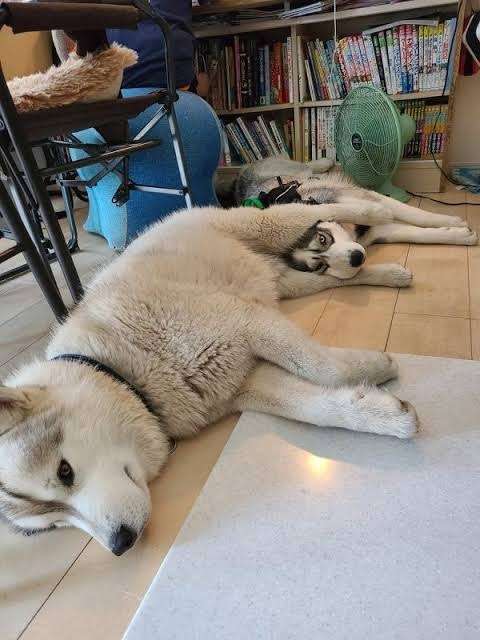 機嫌悪そうに見える画像を貼っていくトピ