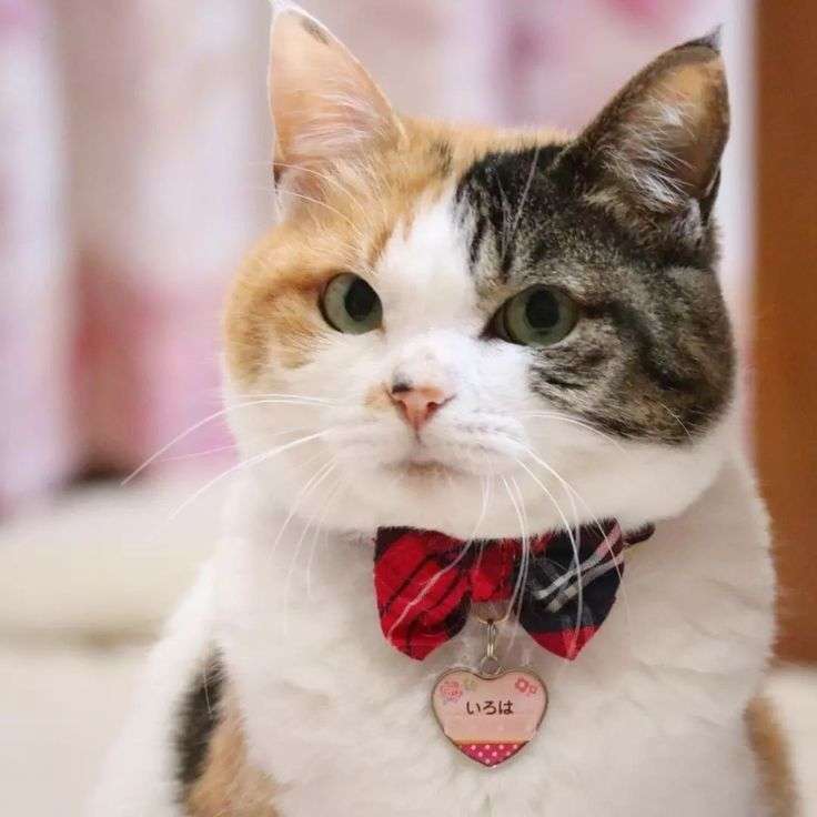 みけねこ、ASMR動画が「性的なコンテンツ」とされ削除される　スパチャ収益も確認できず「没収ってこと？」