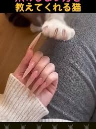 ペットと同伴勤務できるユニークな企業　猫チャットルームでコミュニケーションも円滑