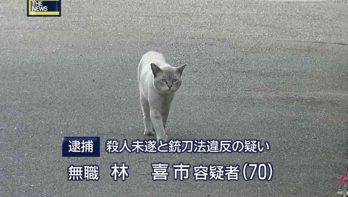 ペットと同伴勤務できるユニークな企業　猫チャットルームでコミュニケーションも円滑