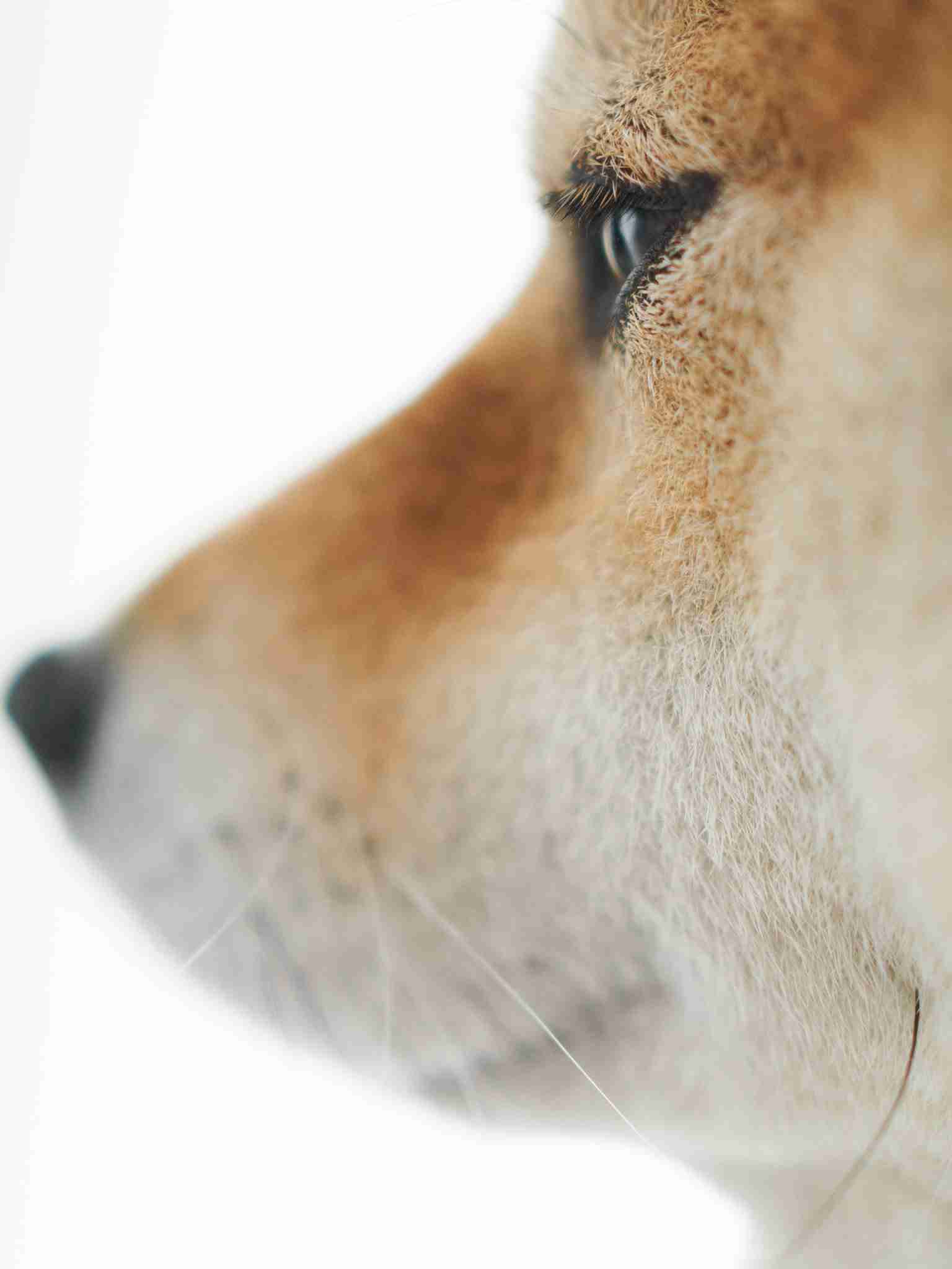 動物とのふれあい体験見直し広がる　ストレス軽減が目的　学校での飼育も急減