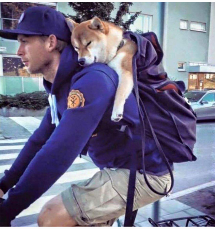 ニューヨークで柴犬が人気　SNS影響？飼い主ら交流