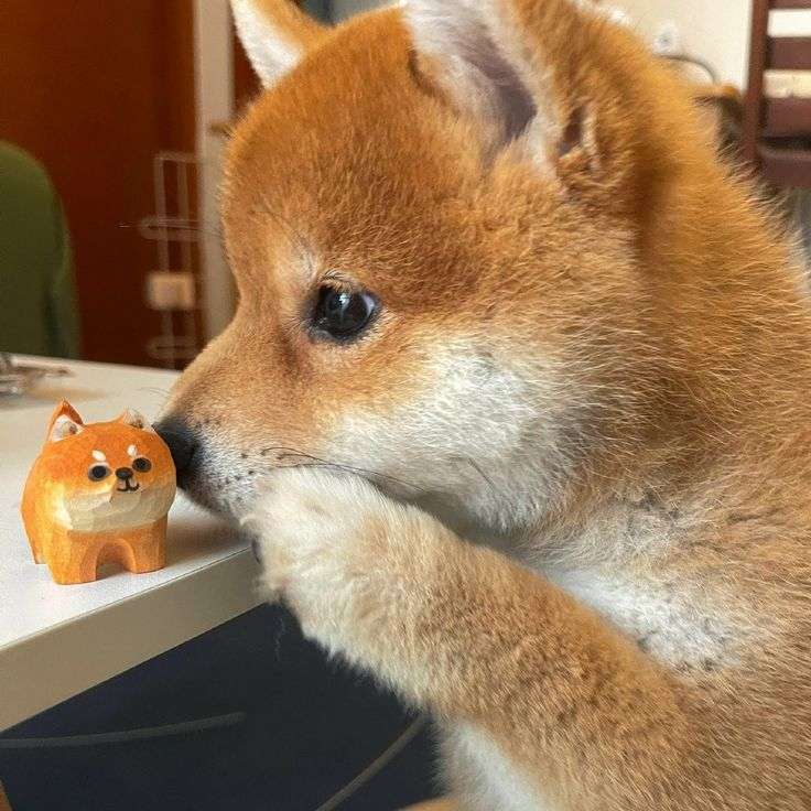 ニューヨークで柴犬が人気　SNS影響？飼い主ら交流
