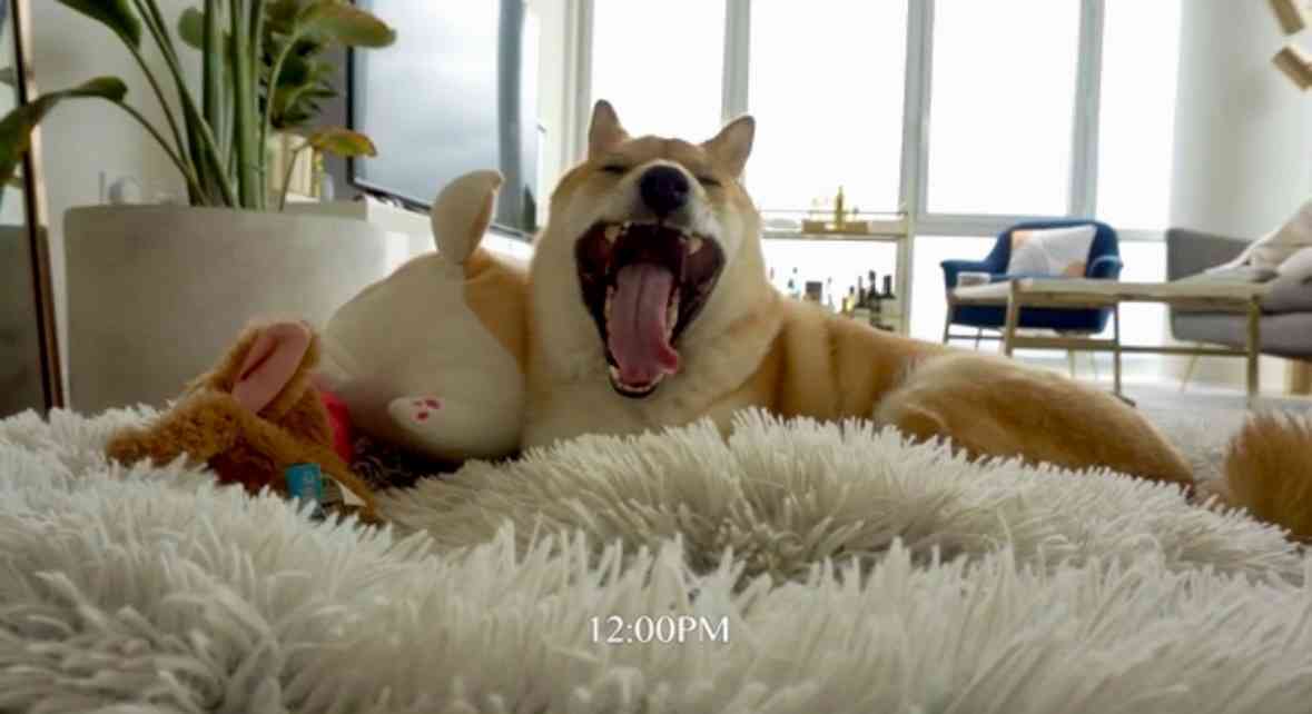 ニューヨークで柴犬が人気　SNS影響？飼い主ら交流