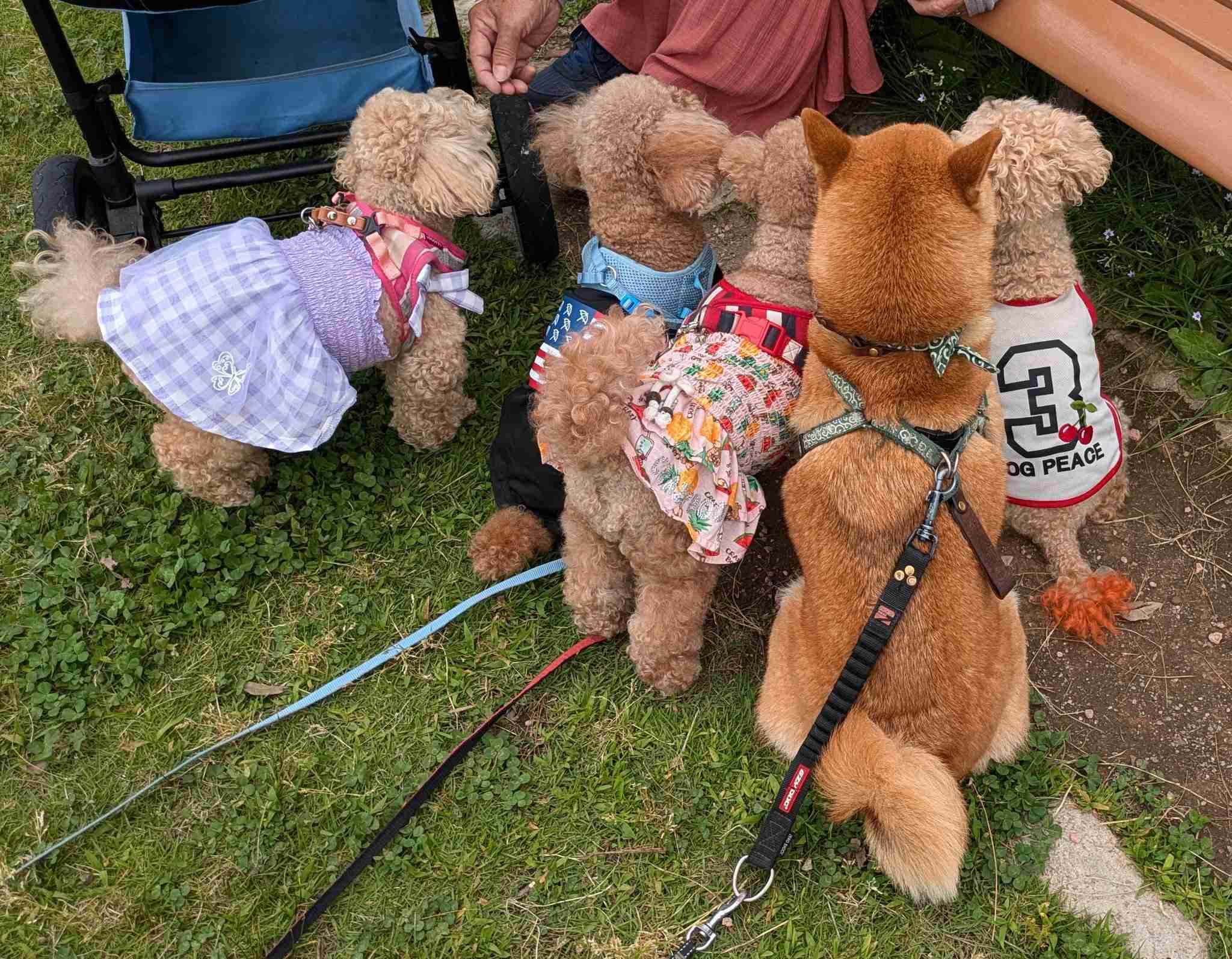 ニューヨークで柴犬が人気　SNS影響？飼い主ら交流