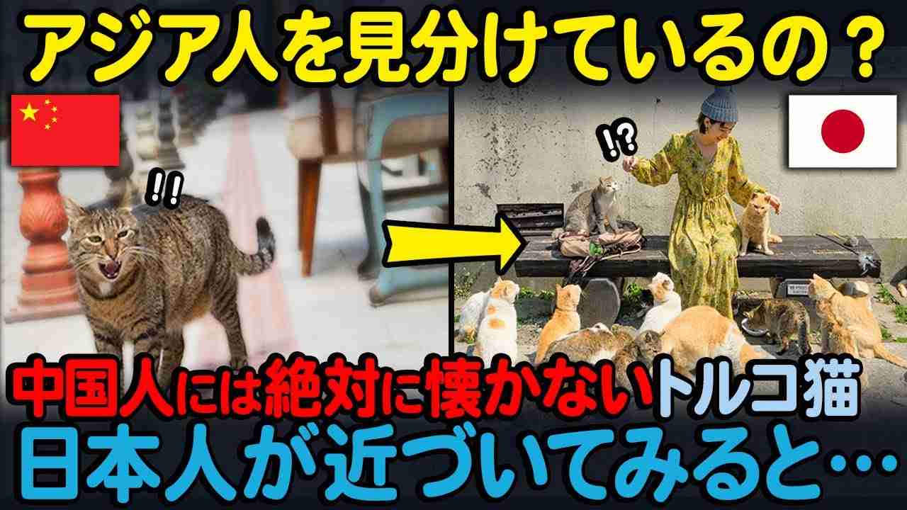 ニューヨークで柴犬が人気　SNS影響？飼い主ら交流