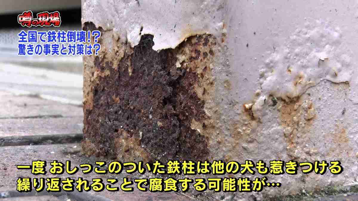 犬の散歩でオシッコに水かけるのって