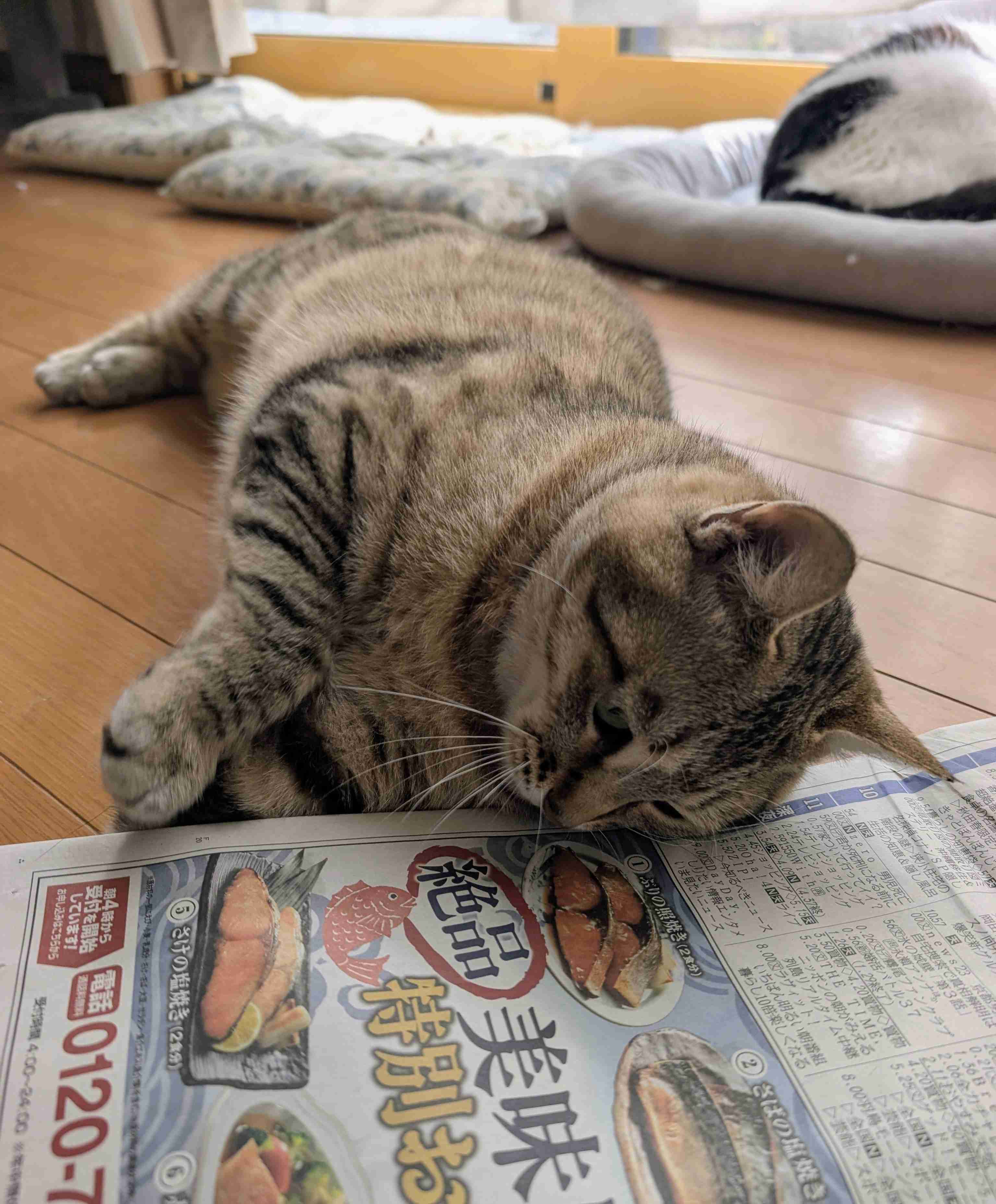 ペットの夏バテ対策を教えて欲しいです