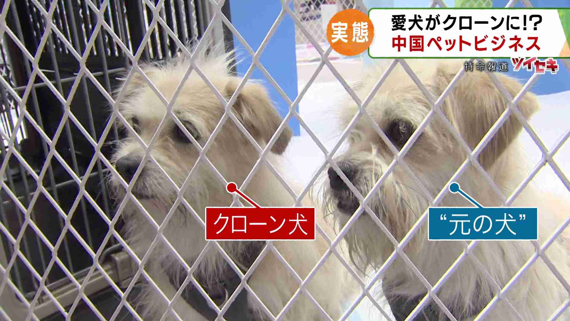 高身長女子です。身長について色々言われるのが本当に嫌だ
