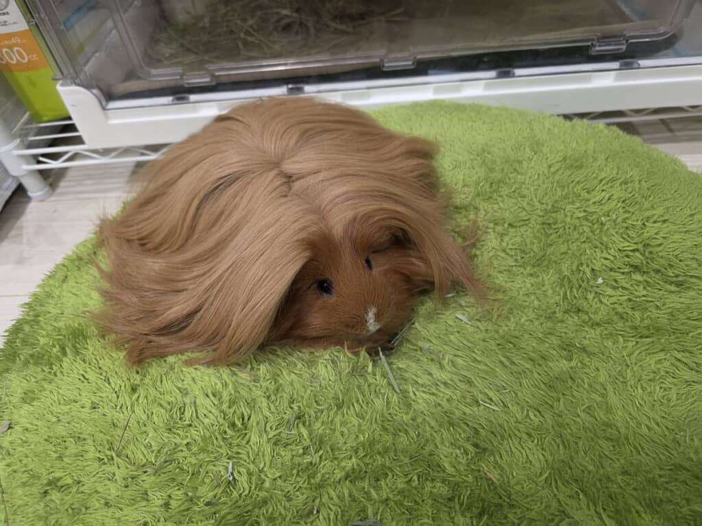 モルモットを飼ってみたい
