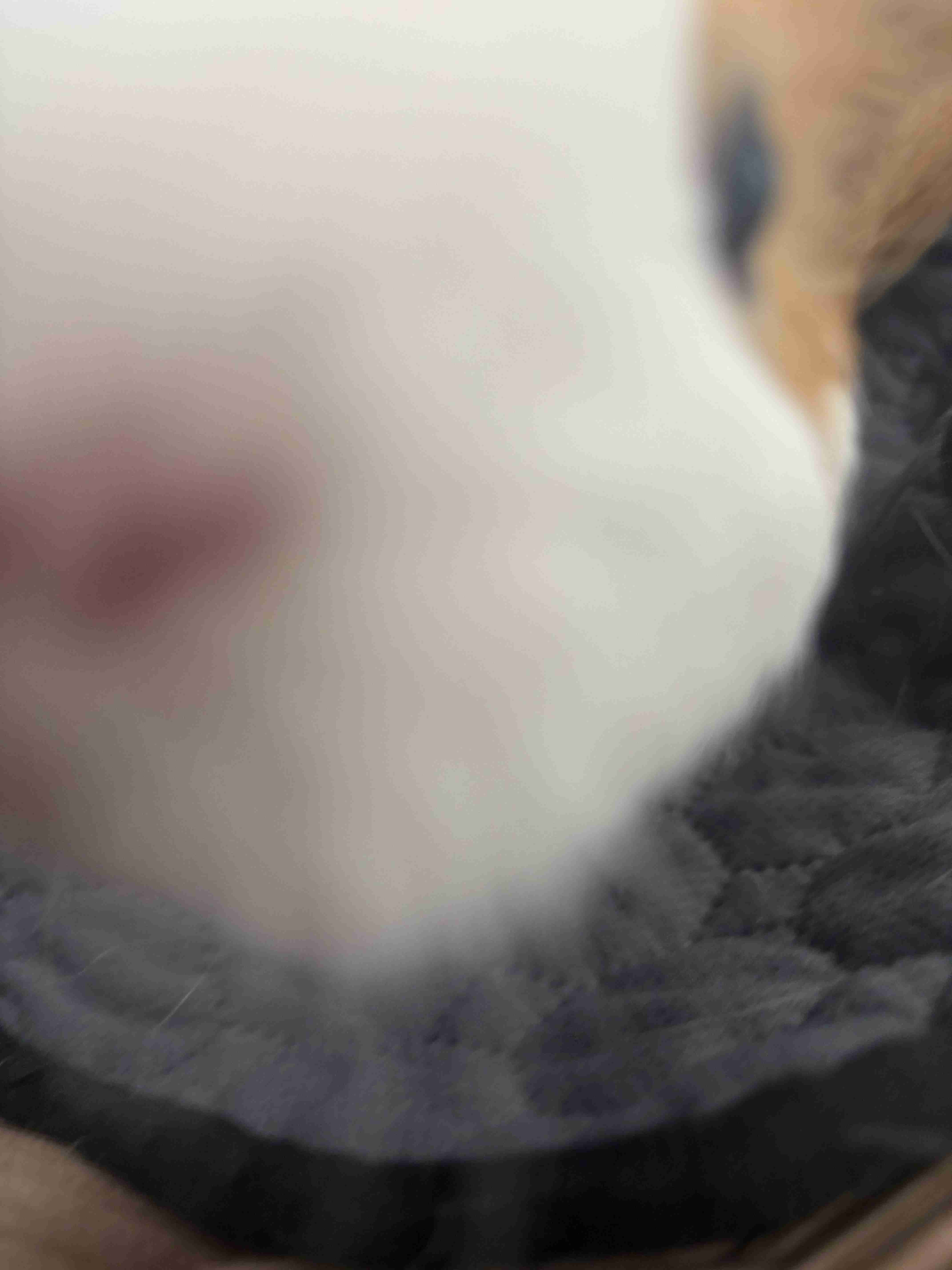 モルモットを飼ってみたい