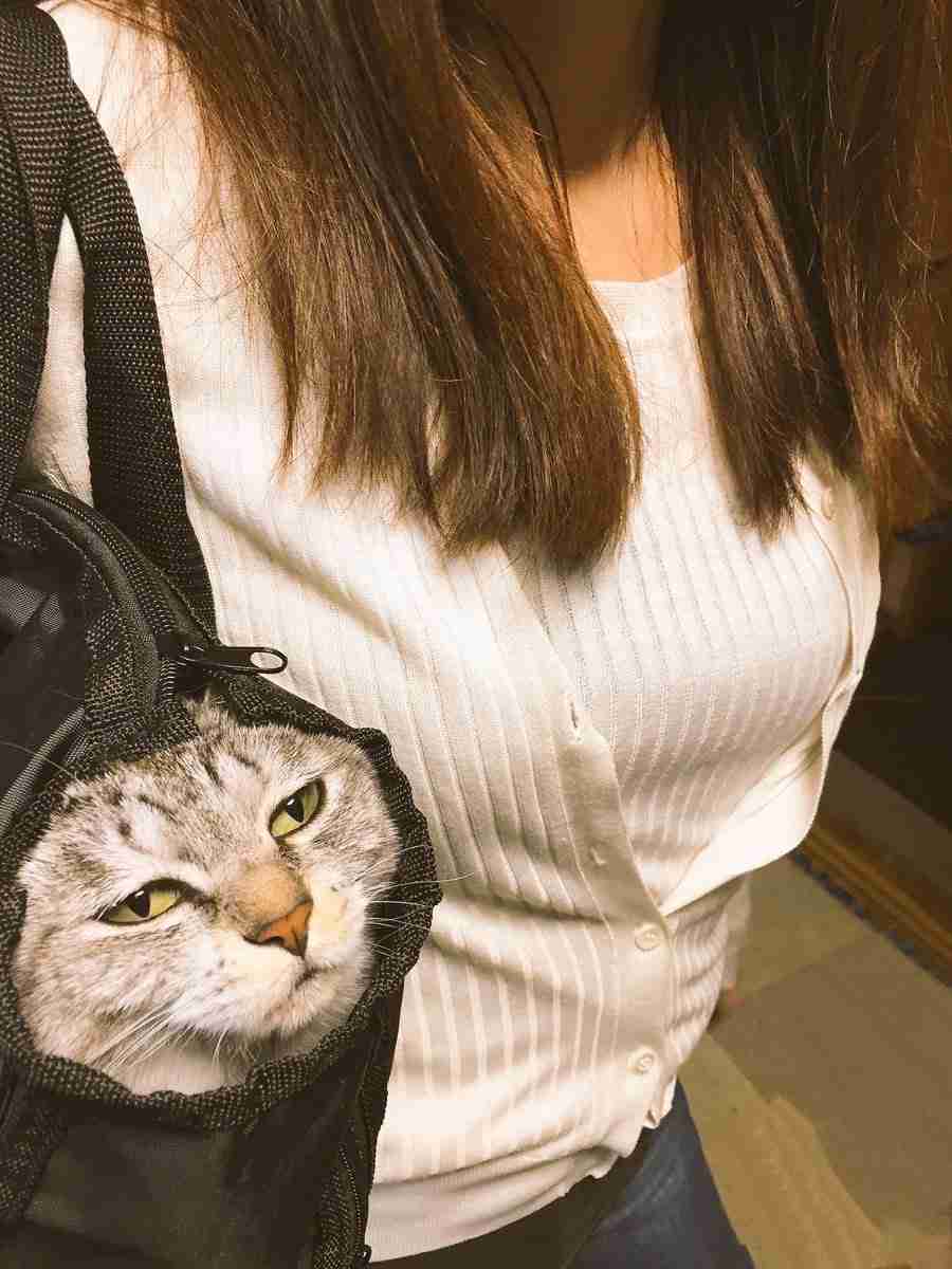 飼い主のバッグに入る“散歩キャンセル界隈”のポメラニアンが、SNSで話題「ひも片付けようとしてるの賢い！」「爆笑ww」